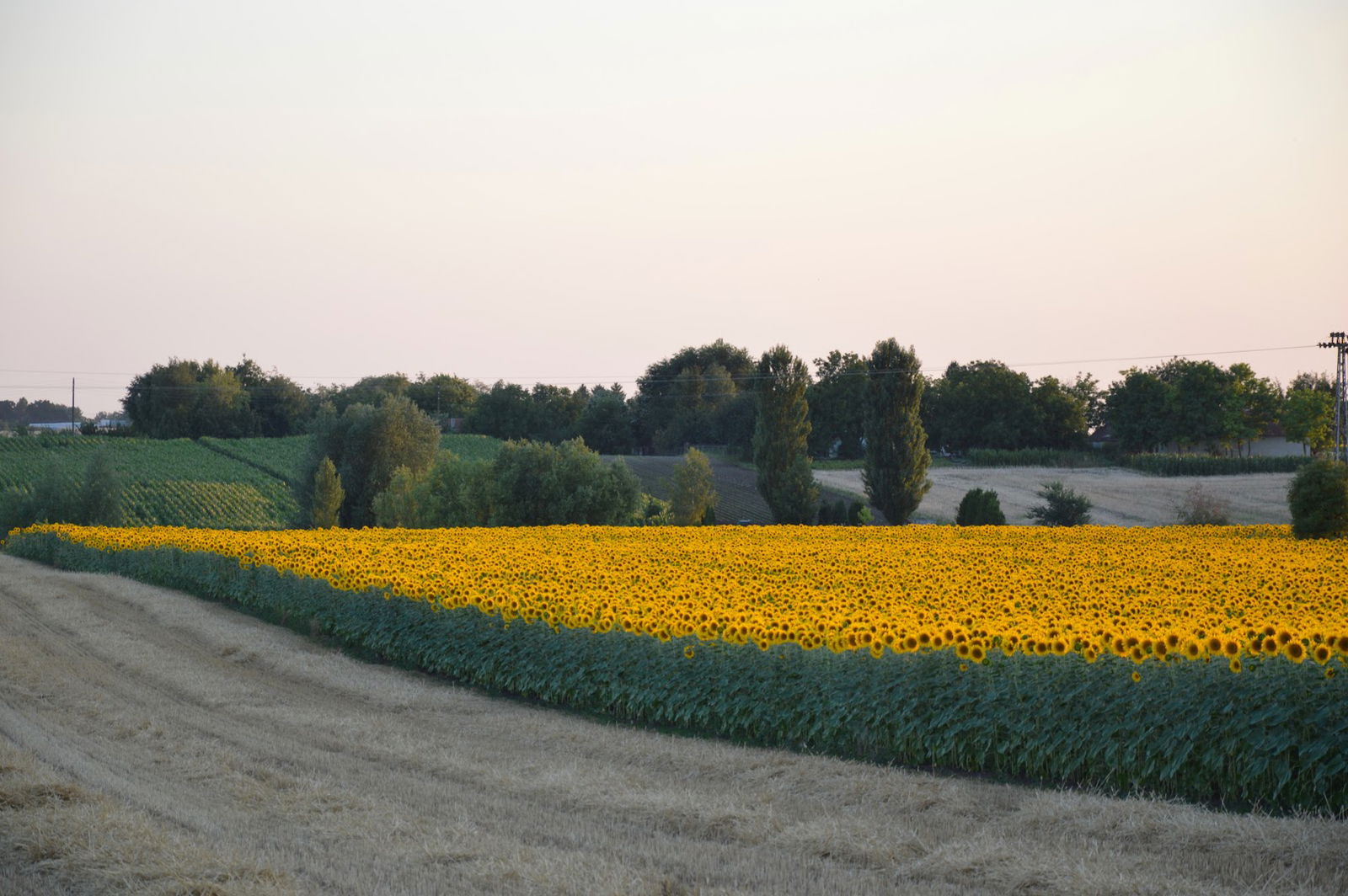 Пољопривредно газдинство Паун
