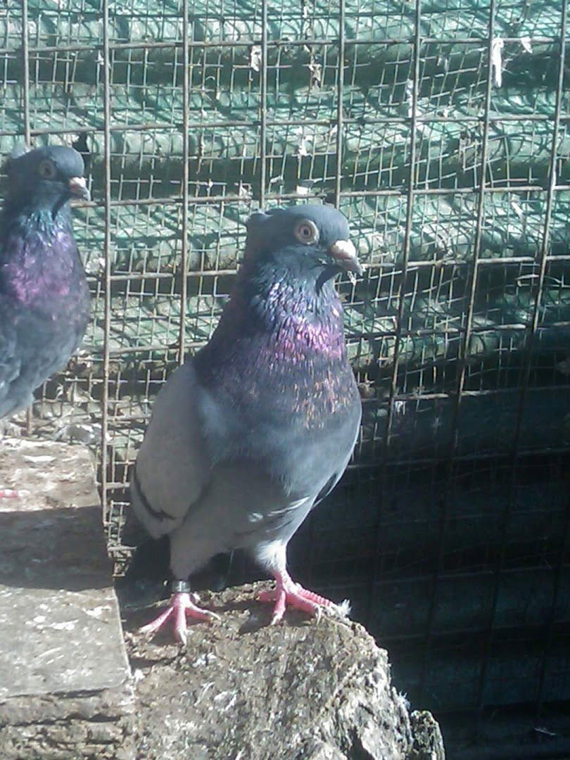 Голубарски Савез Србије