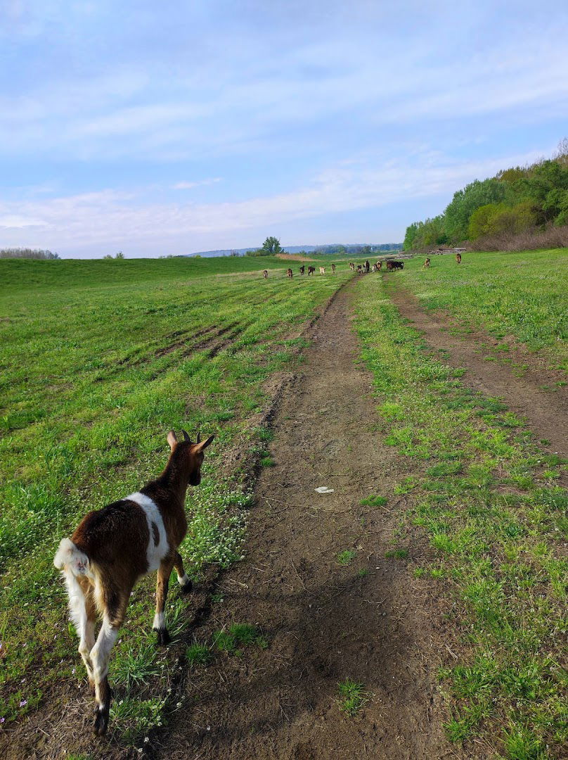 Prva Linija Odbrane - Bara Reva