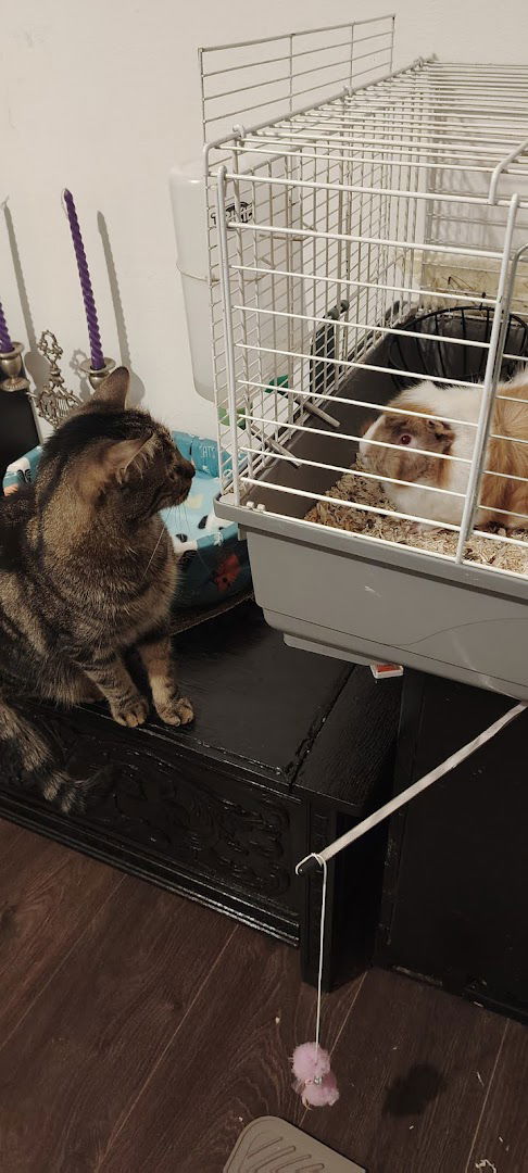 Shapamata 🐶🐱🐰🐹