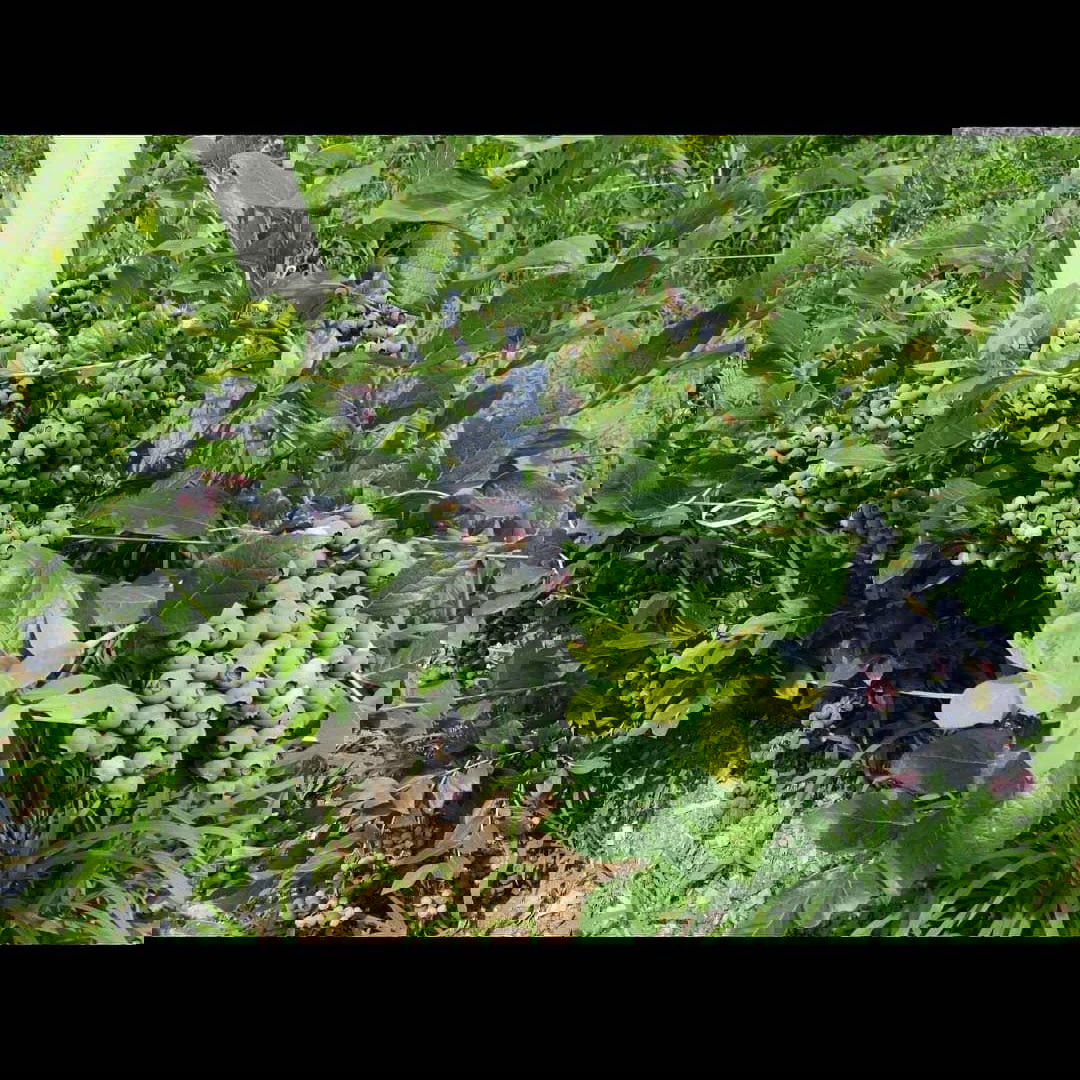 Blueberry plantage Lab Set