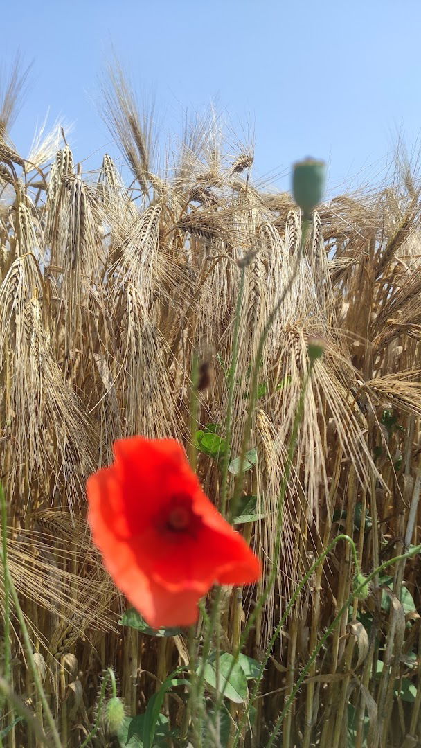 Видиковац пре тишине