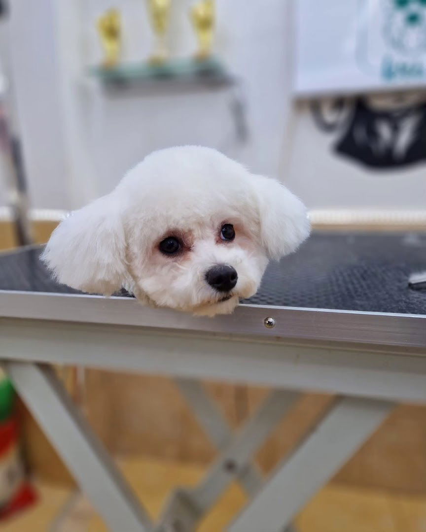 Salon za sisanje i pansion za pse Kris