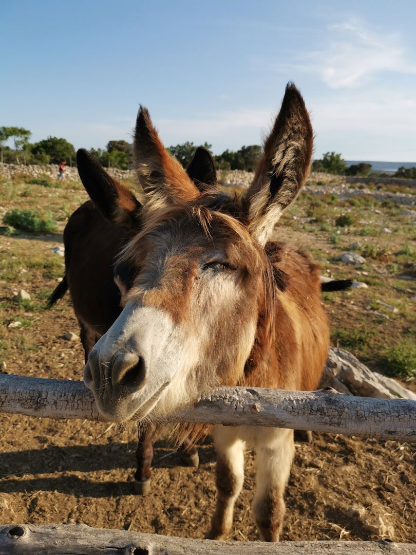 OPG Kanat , small donkey farm Rab