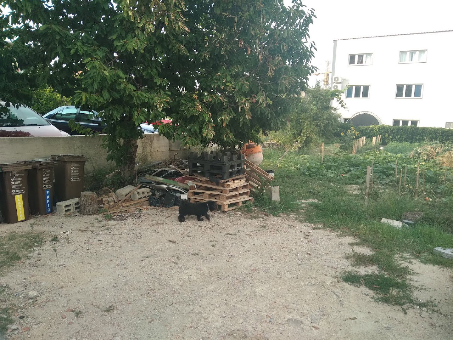 Roščić Stipe pok.Mije, Roscha