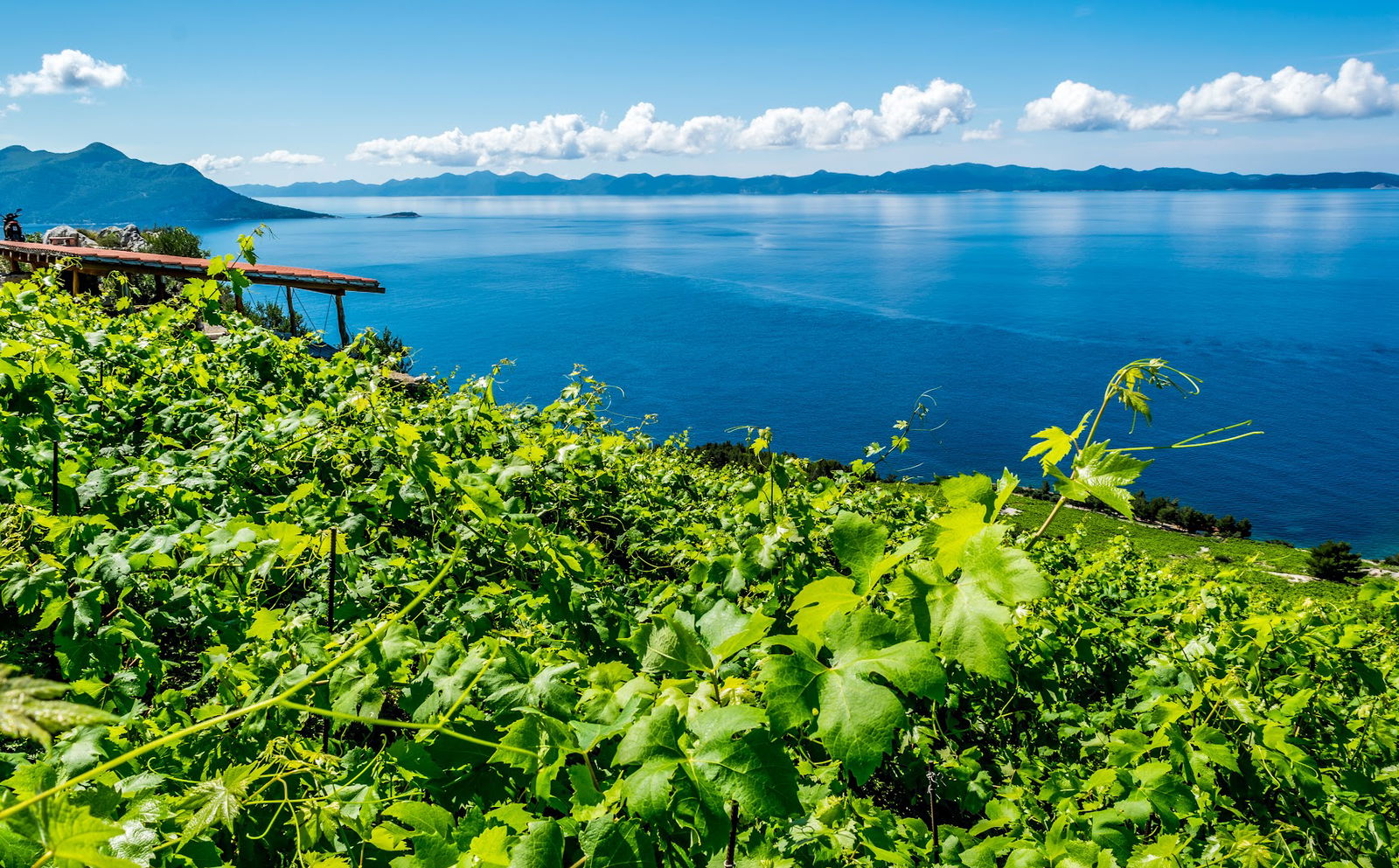 Boutique Winery Vicelić Grand Vineyard Dingač Wine Tasting BY APPOINTMENT ONLY – BOOKINGS REQUIRED.