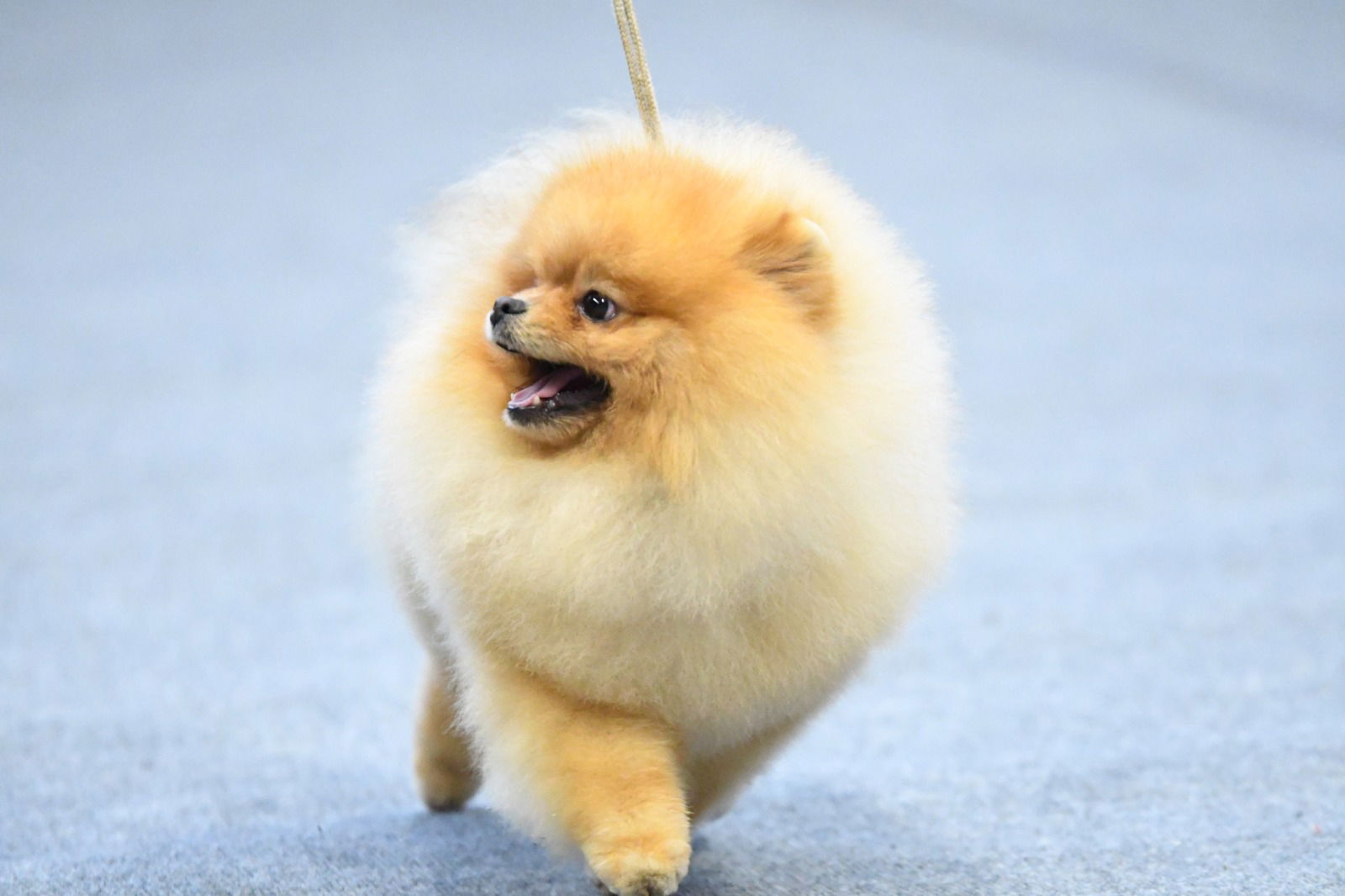 MARY'S SWEET POMS_uzgajivačnica pomeranaca