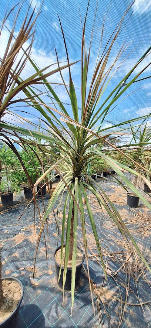 Čakaranović GARDEN