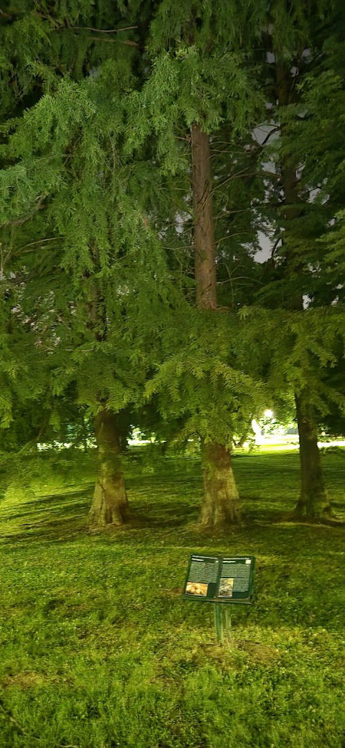 Таксодијум