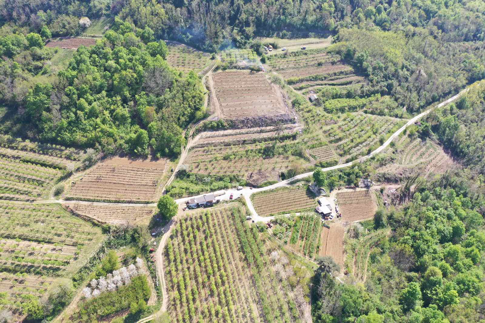 Fruit growing Vivoda