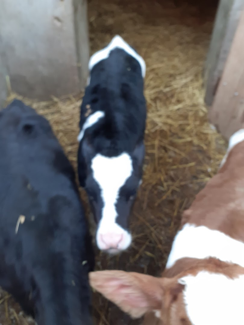 Farma Muznih Krava "Bogojevic"