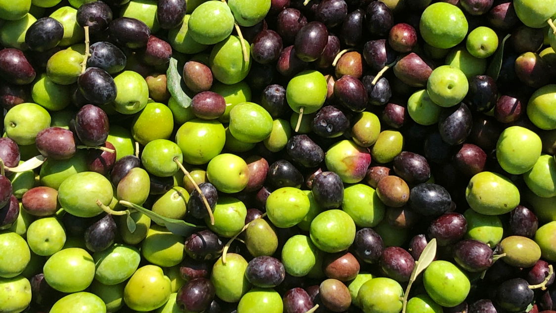 Maslinovo ulje Vasilj (Olive oil Vasilj)