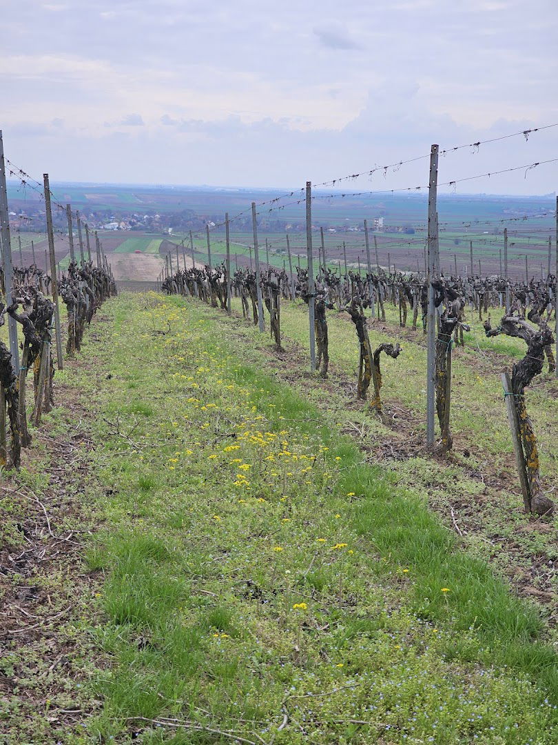 Плантажа винограда