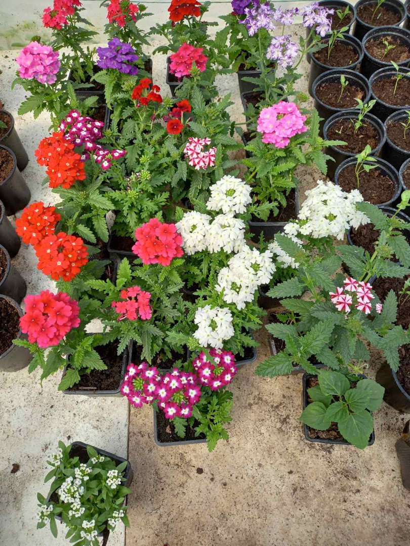 Rasadnik Smiljković