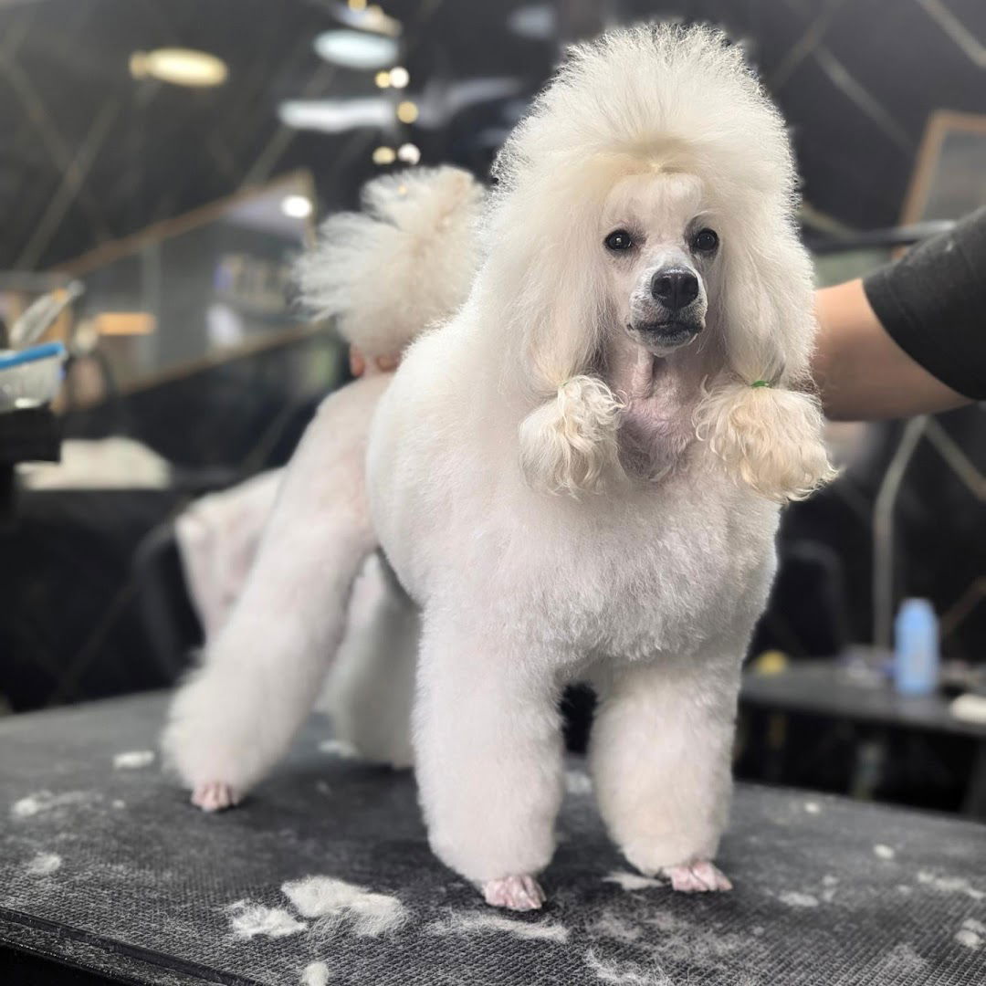 Салон за негу паса Dream groom