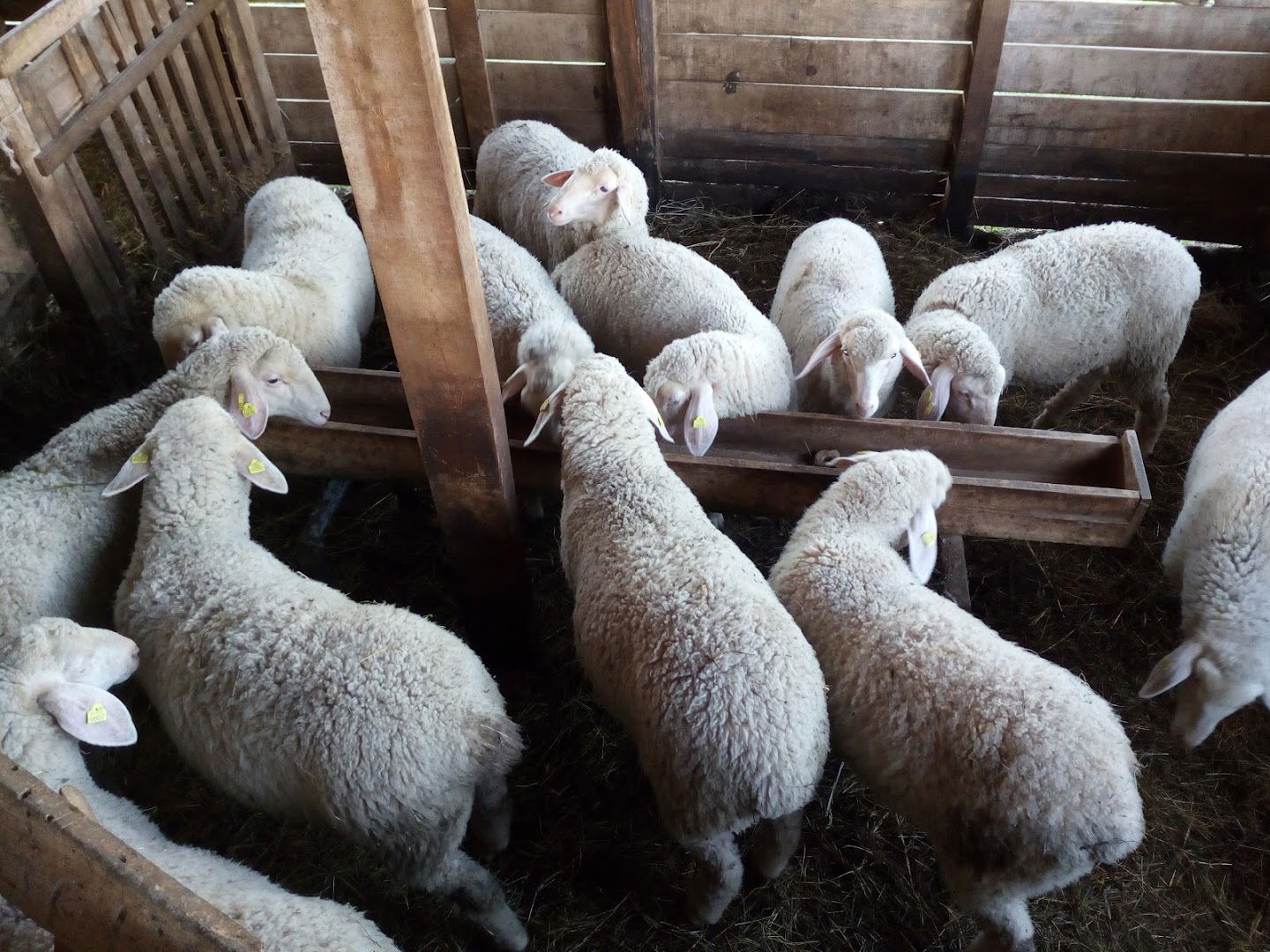 Poljoprivredno Gazdinstvo Živković