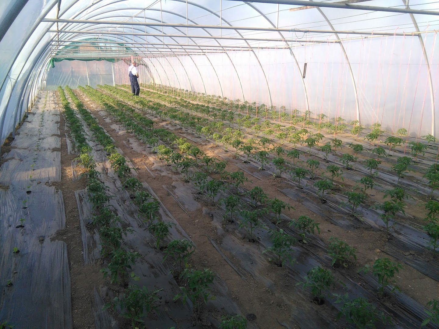 Poljoprivredno Gazdinstvo Radojković