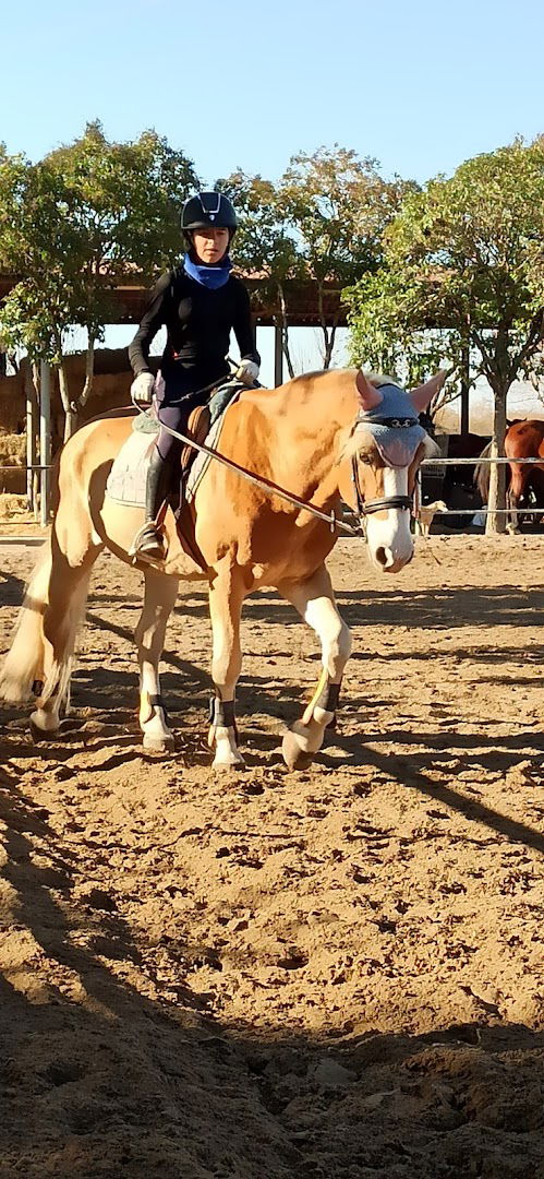 Circolo Ippico Palmanova