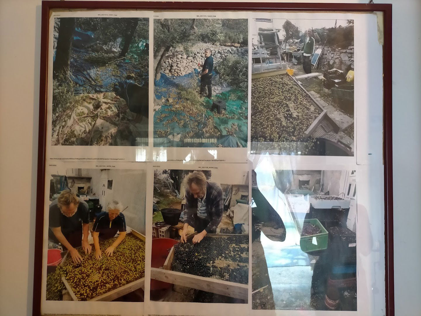 Local olive oil (handmade)