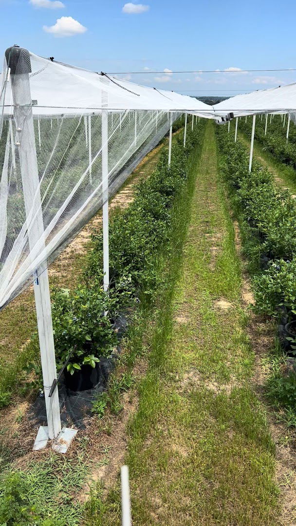 Plantaža borovnice u selu Dobrić