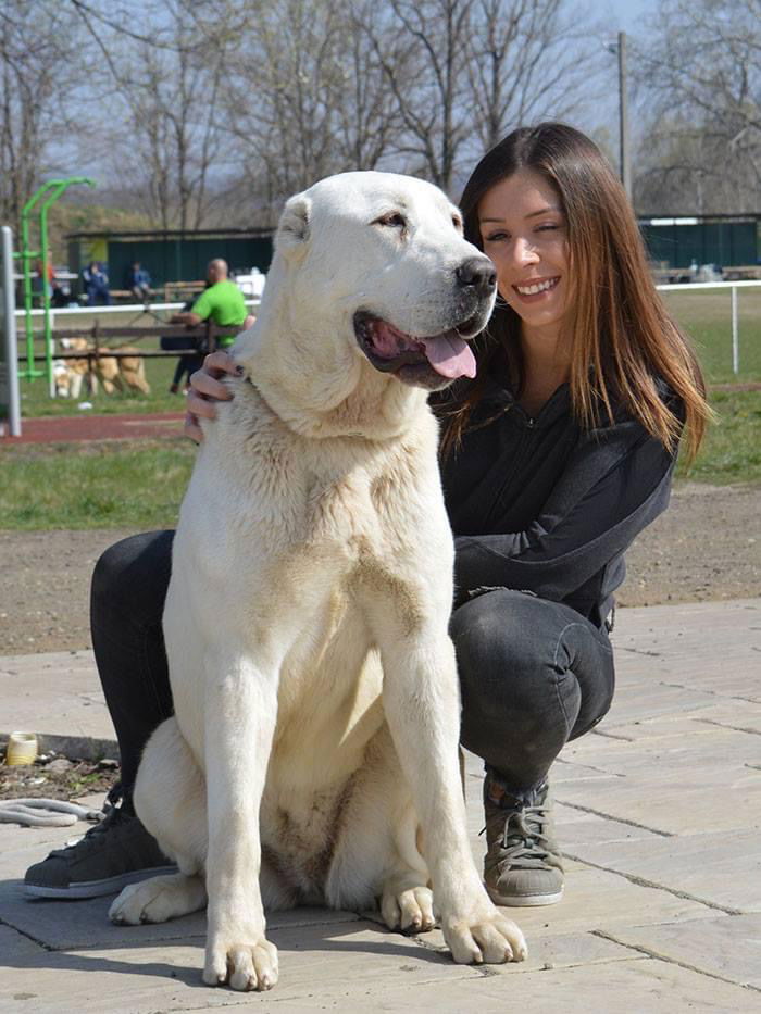 "Ruski izvor"odgajivacnica srednje azijskih pasa i Kavkazaca!!