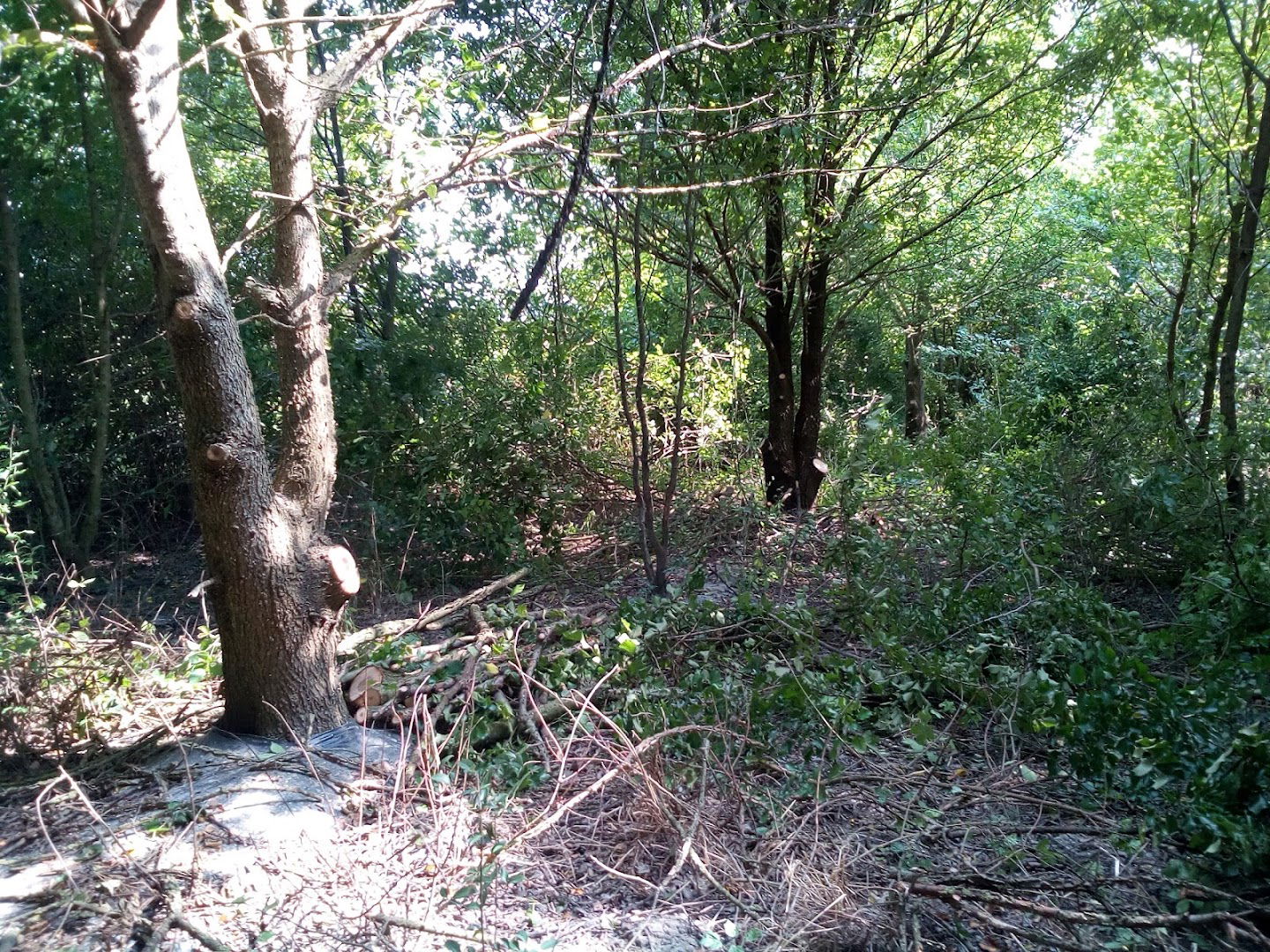 Azienda Agricola Cesarolo