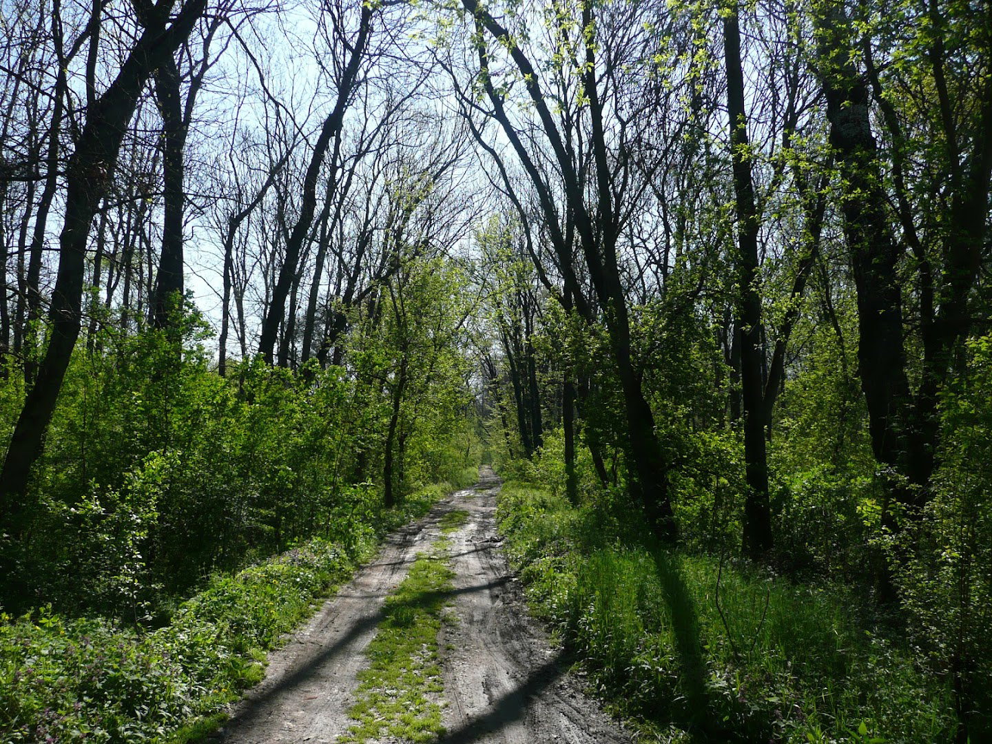 Park Obrenovački Drum