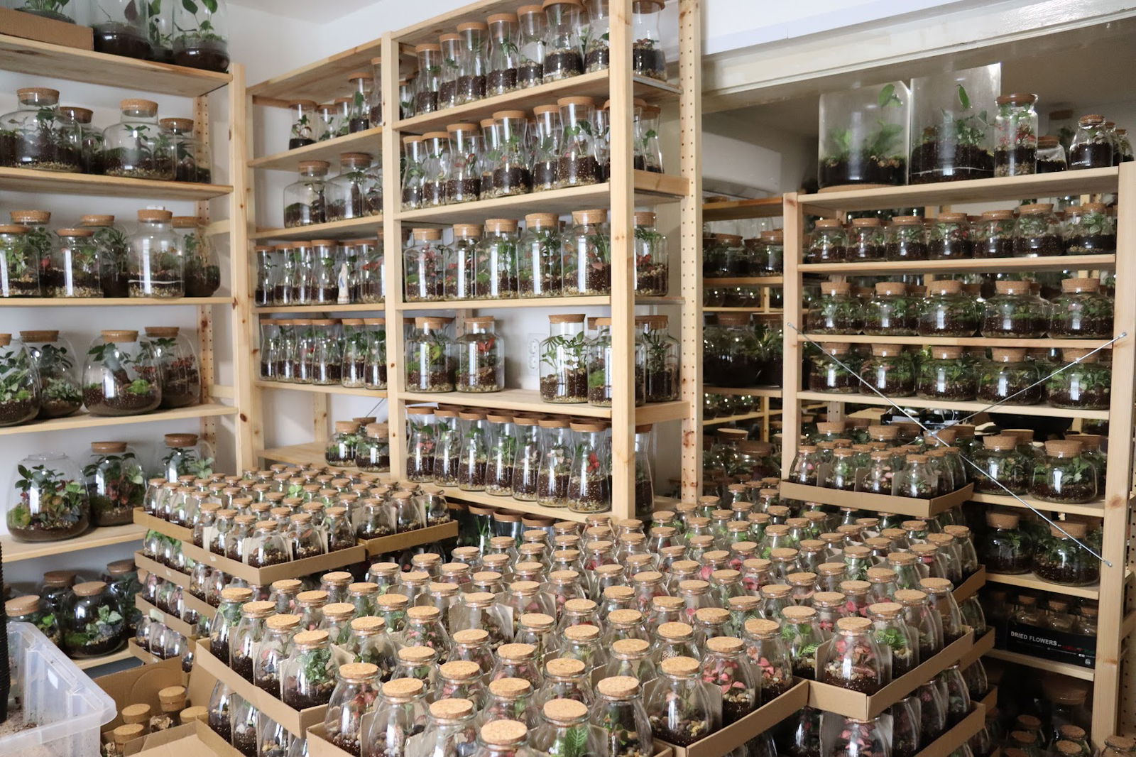 BILJKE.PLANTS terariji Split