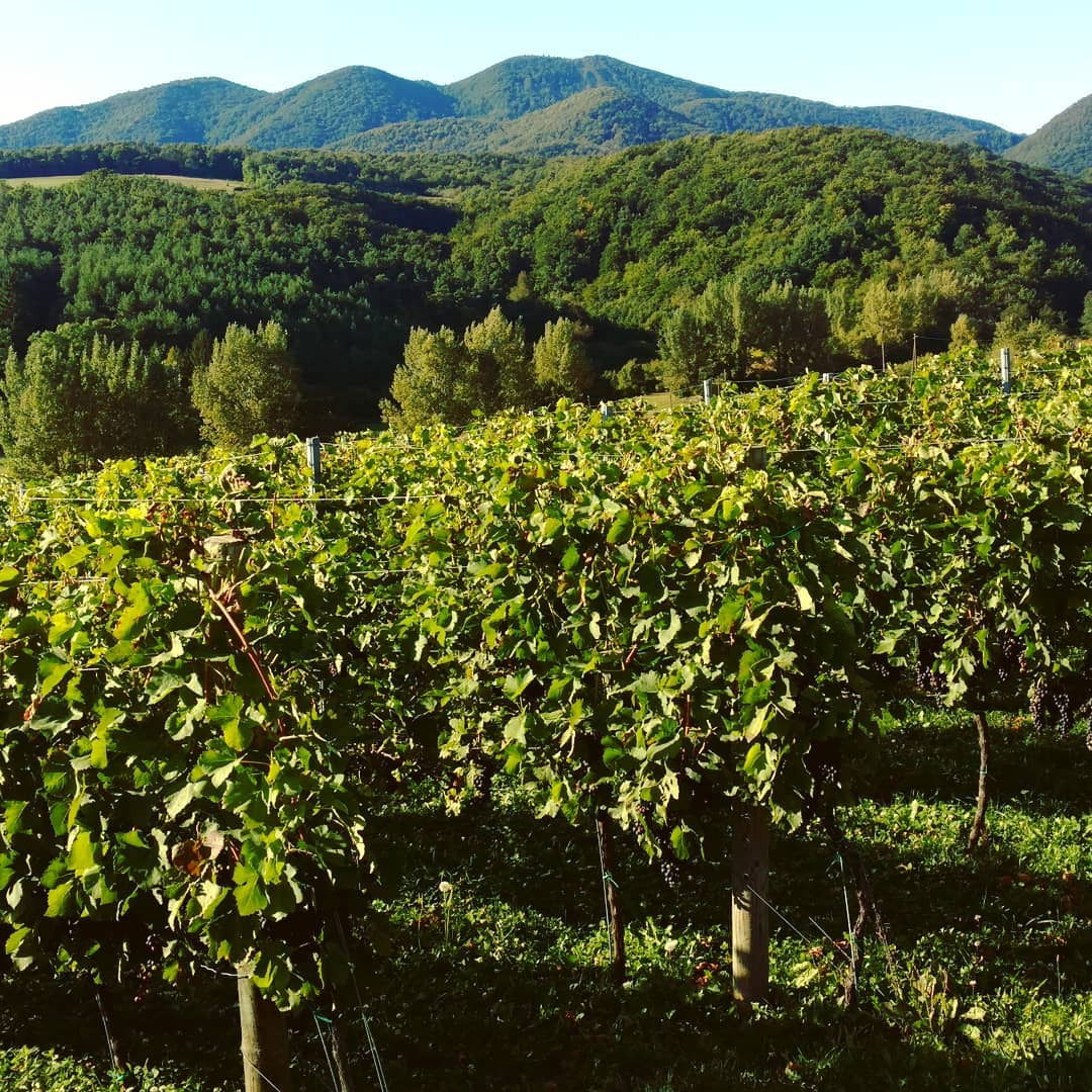 VINO I GITARE d.o.o.