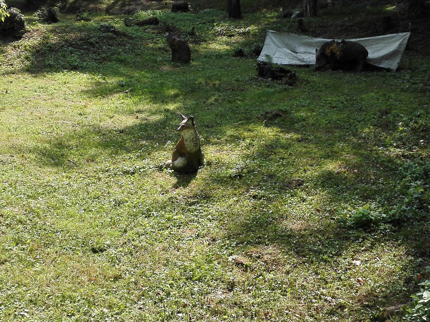 Il Falcone Arco Club campo tiro 3D