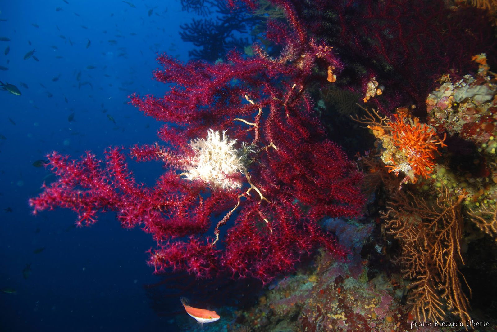 Diving center Ankora