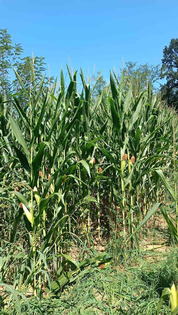 Domaćinstvo Đorđić