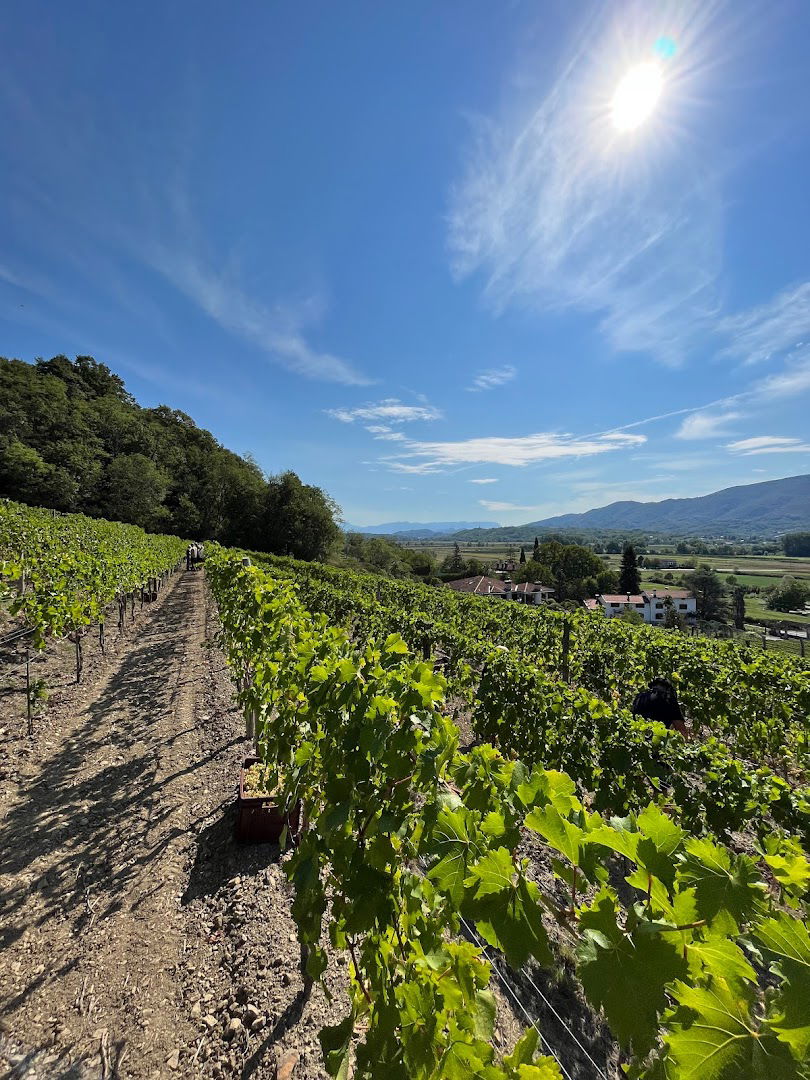 Organic farm Mlečnik wines