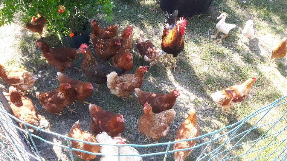 Azienda Agricola Nonna Ita Di Varlez Giuliano