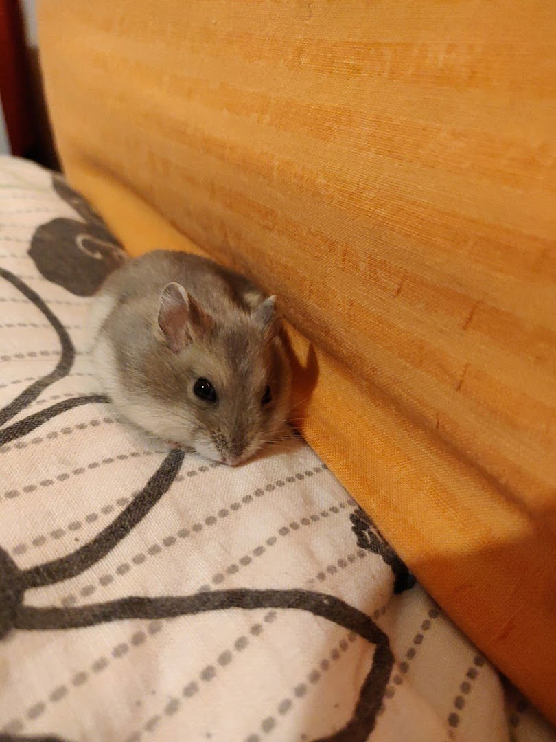 Kodama - Šetanje pasa - Čuvanje kućnih ljubimaca