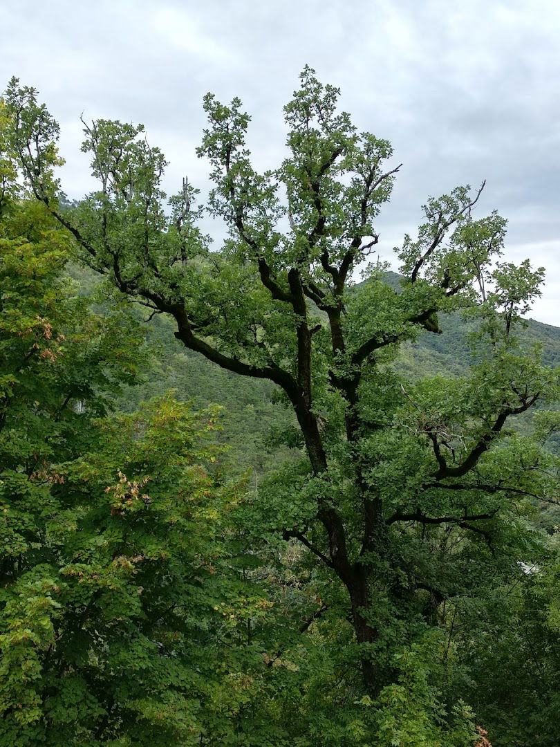 Cvetličarna pisanka Vesna Pisanec s.p.