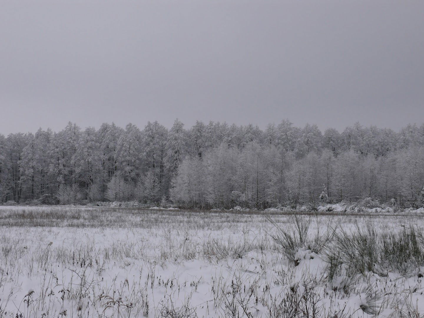 Barcs, Aranyospuszta