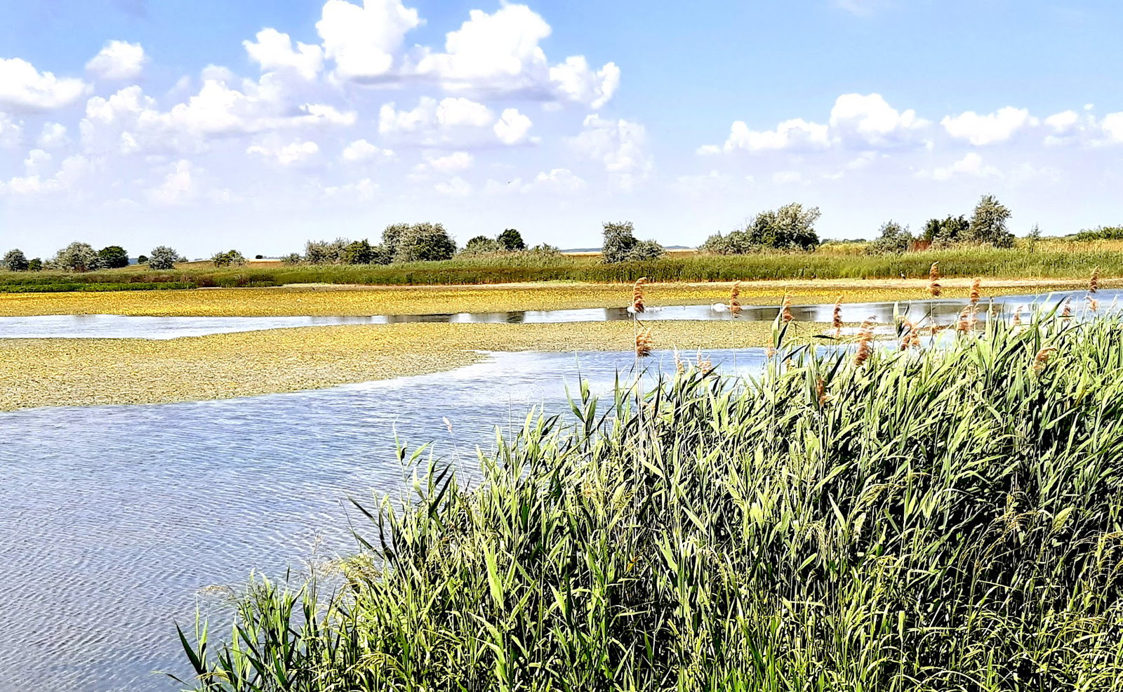 Special nature reserve "Carska bara"