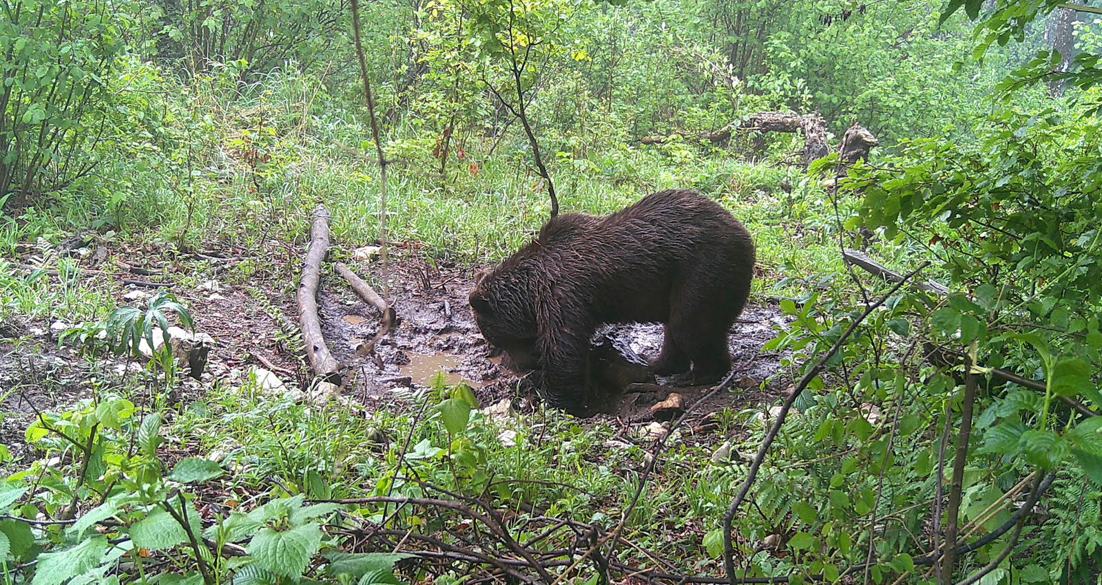 Forest Adventures, lovstvo, športne dejavnosti in dejavnosti za prosti čas, d.o.o.