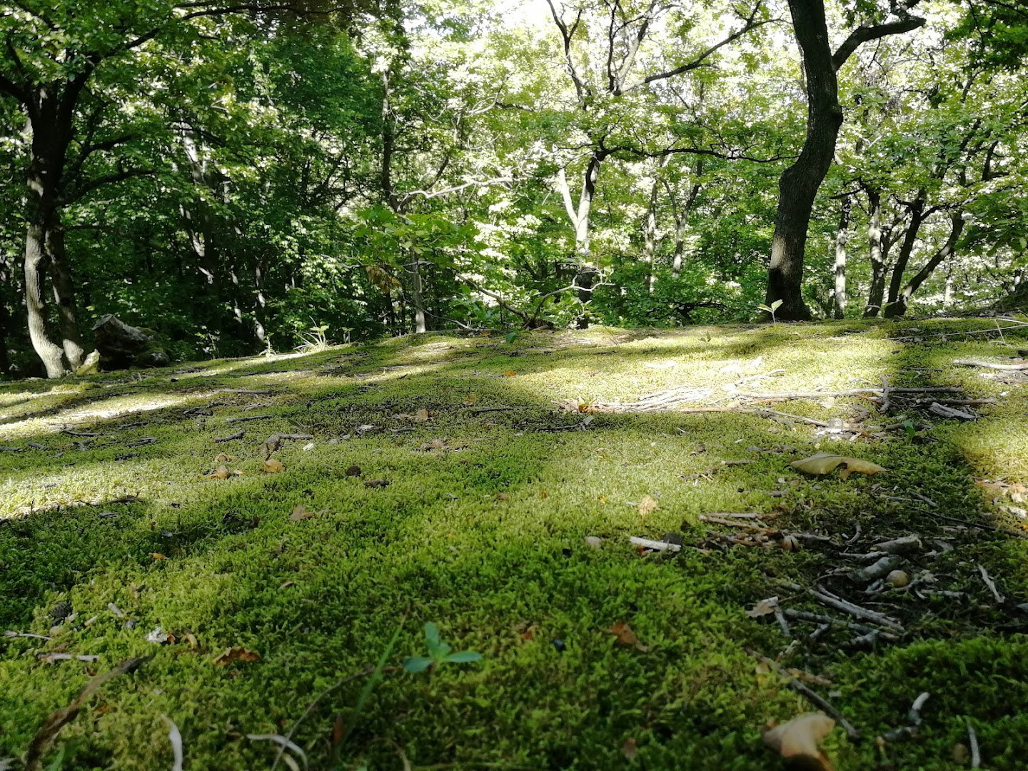 Cudesna suma mahovine